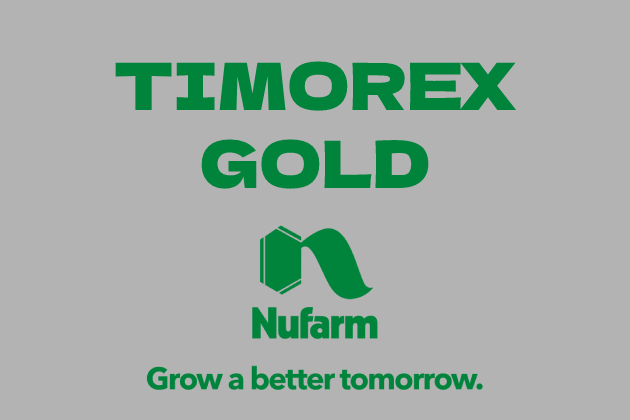 TİMOREX GOLD